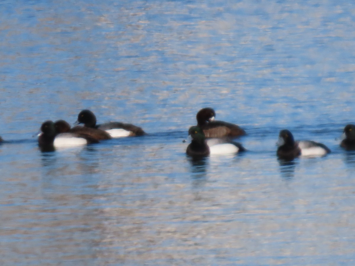 Greater Scaup - Kathy Carroll