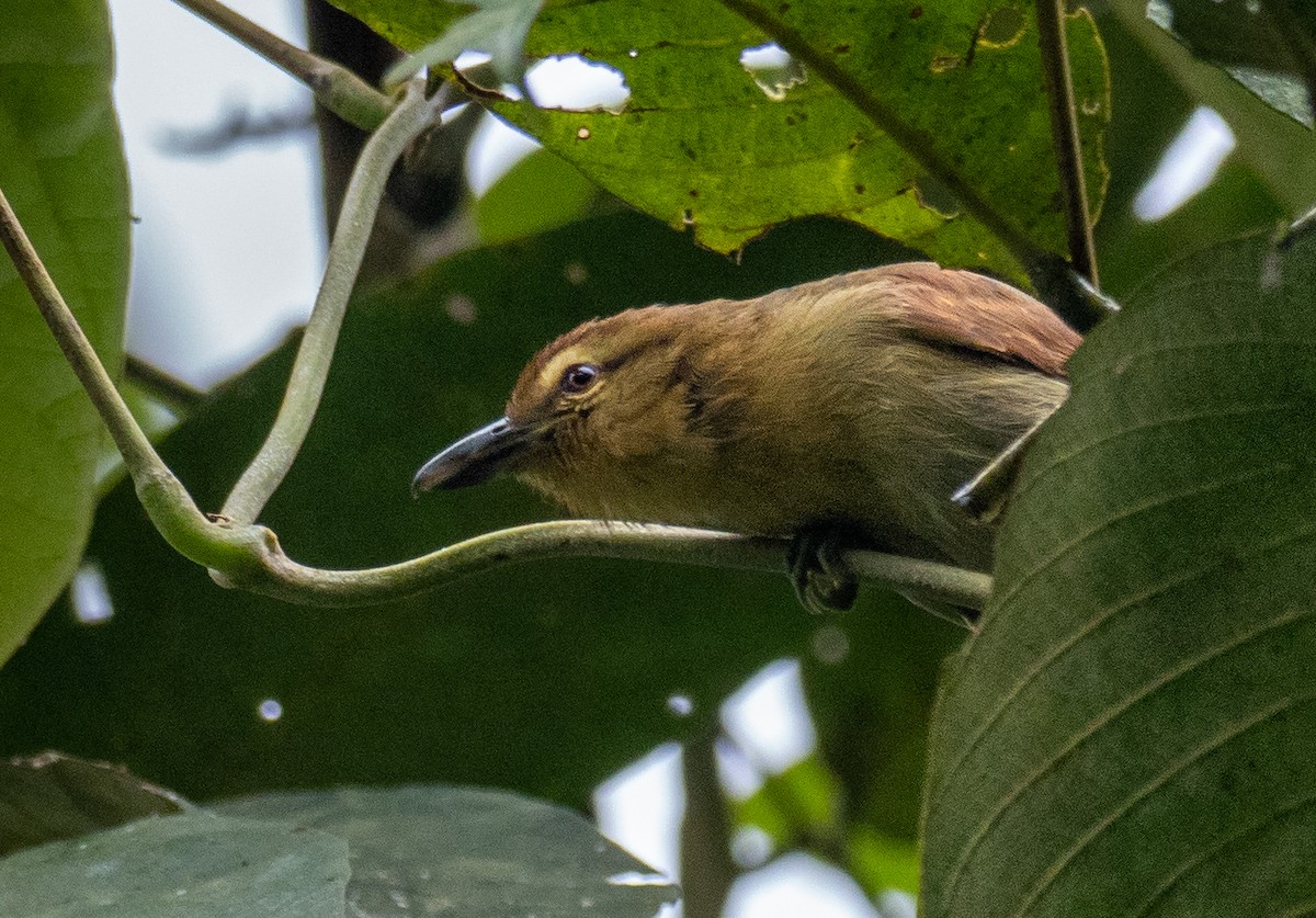 Russet Antshrike - ML416977571