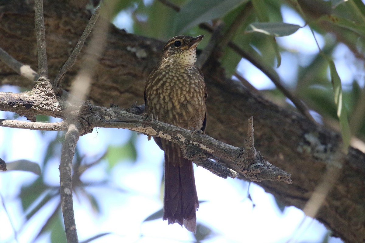 Buff-browed Foliage-gleaner - ML416977651