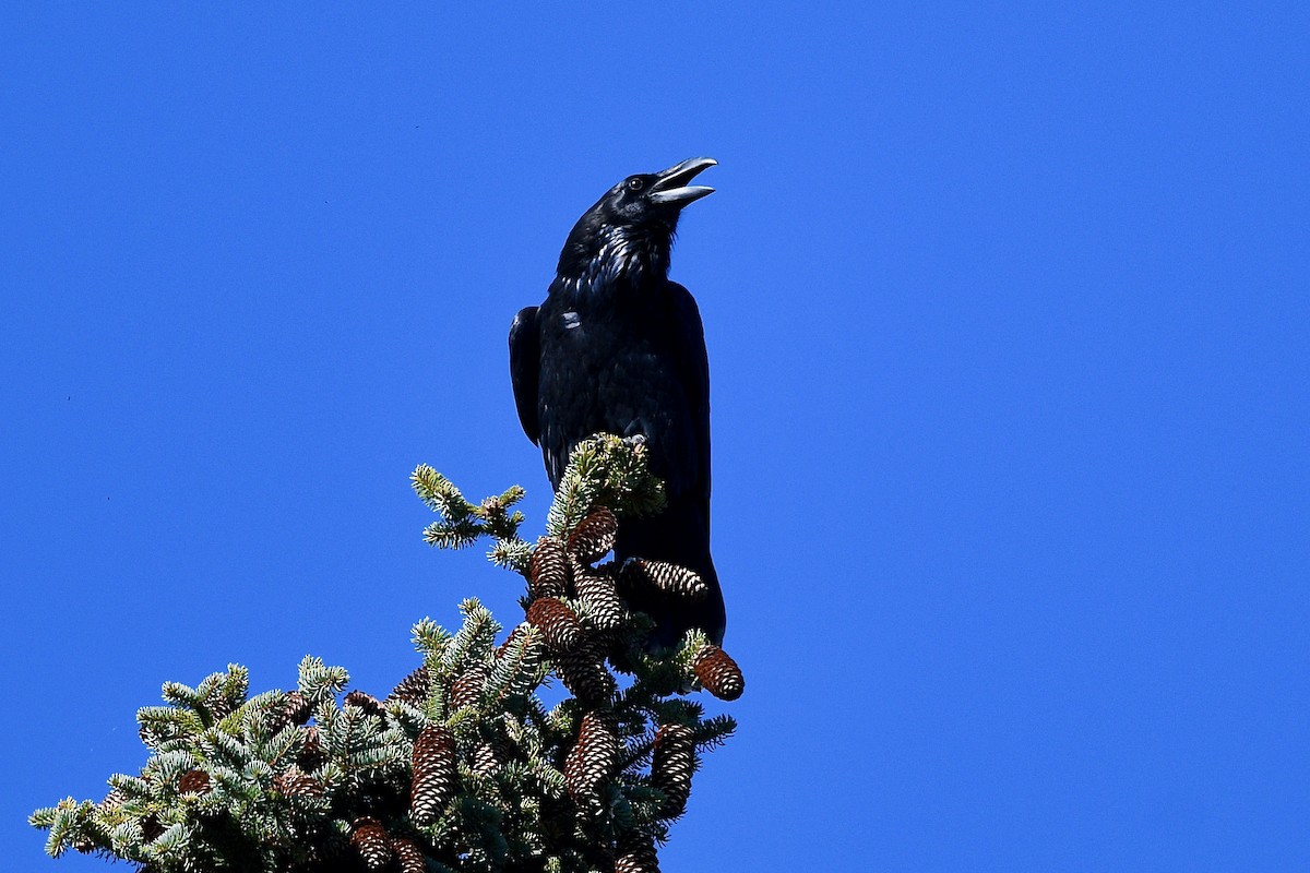 Common Raven - Jacques Erard