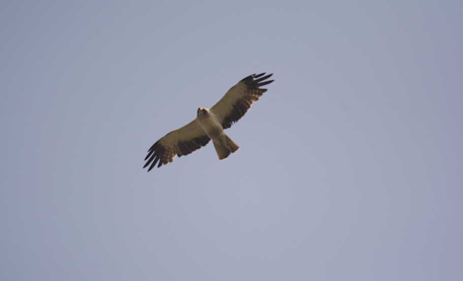 Booted Eagle - ML41698201