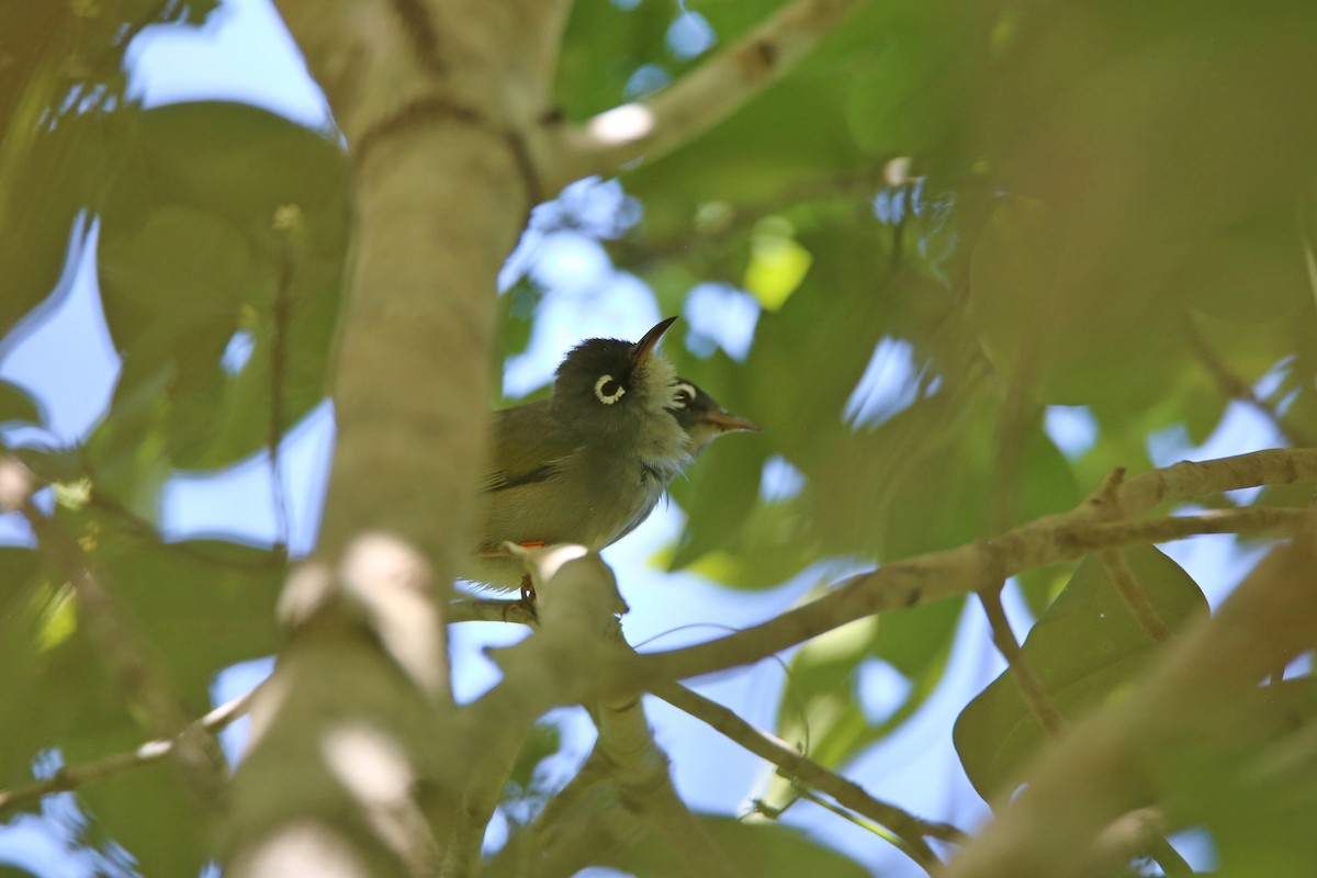 Mauritius White-eye - Christian H. Schulze