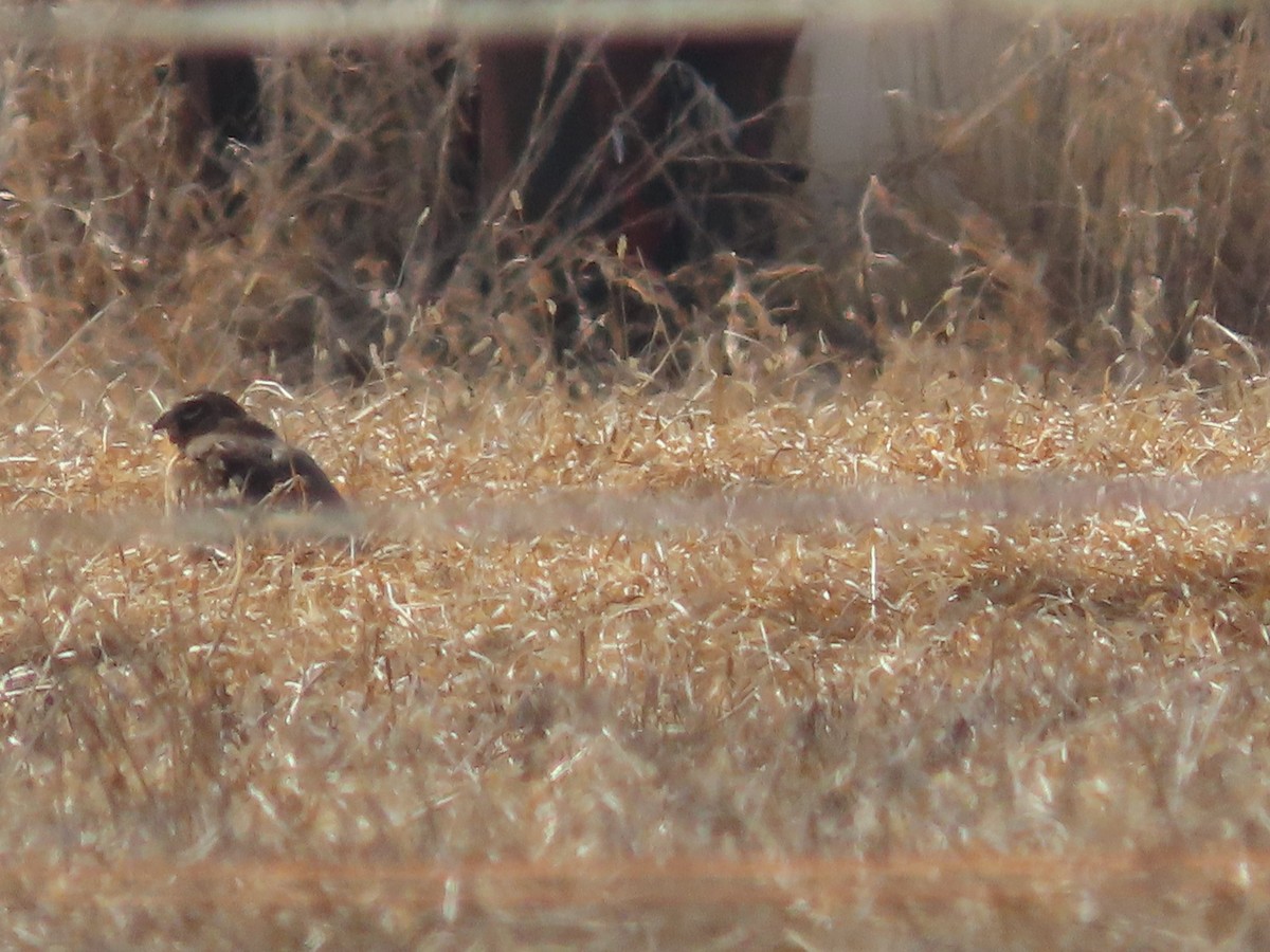 Northern Harrier - ML416983131