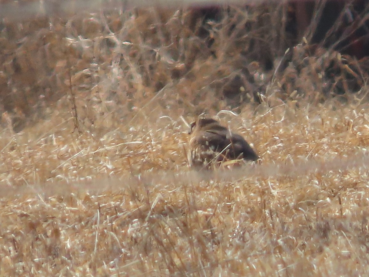 Northern Harrier - ML416983181