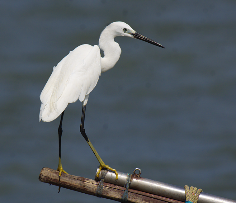 Little Egret - ML416984511