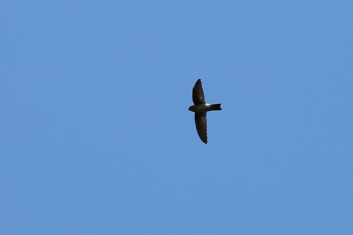 Mascarene Swiftlet - ML416986101