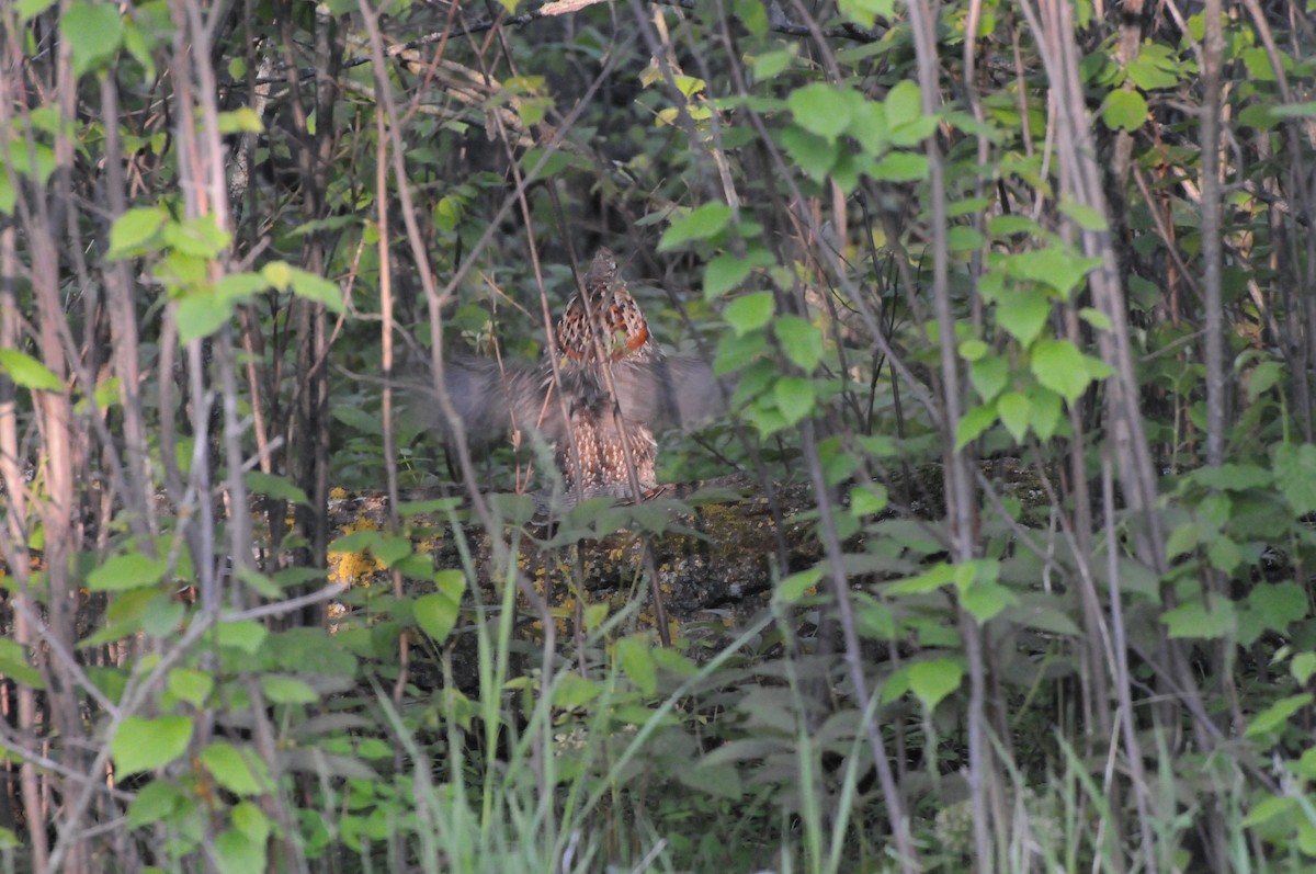 Ruffed Grouse - ML416988541