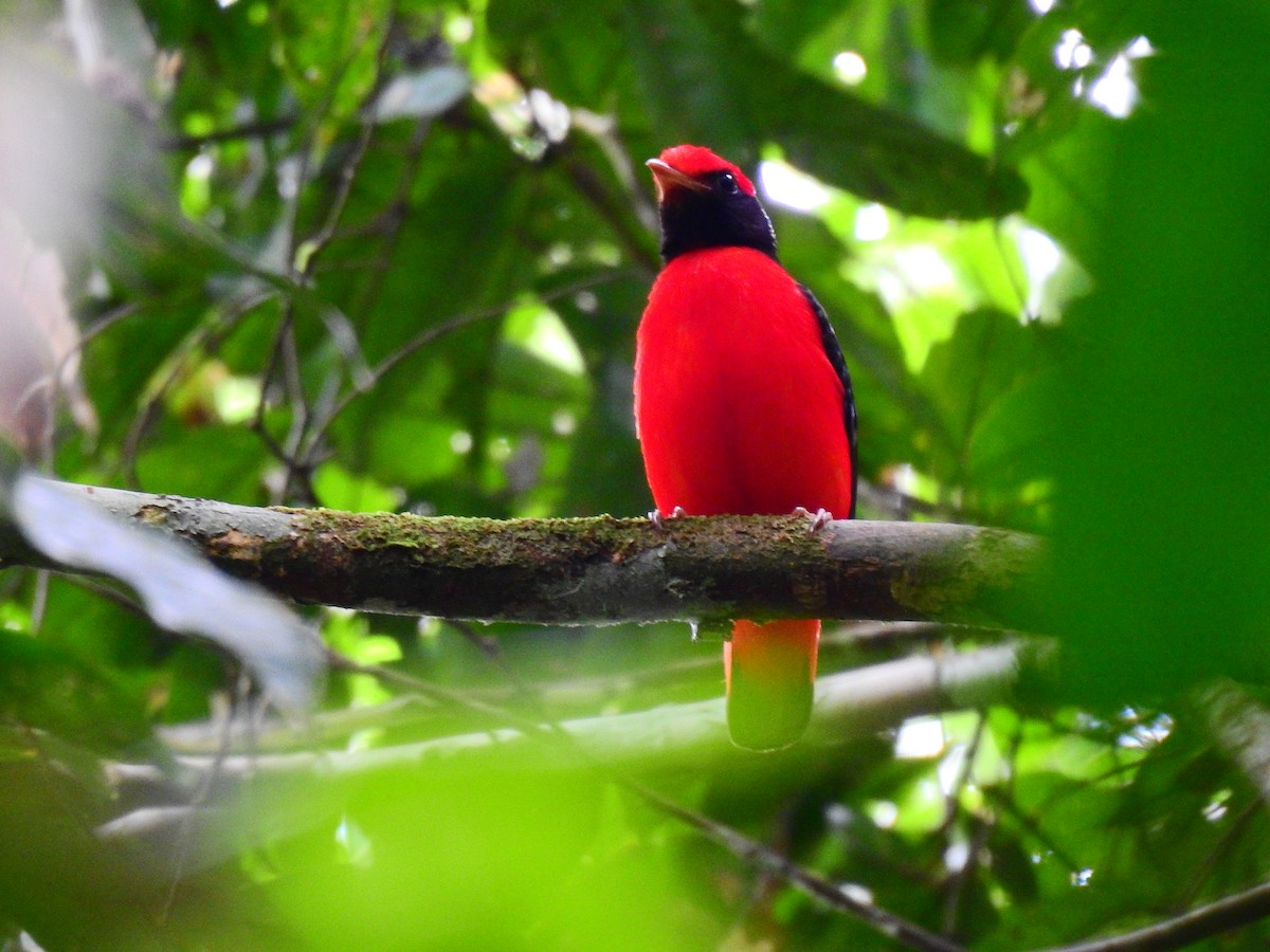 Black-necked Red-Cotinga - Gerlando Delgado Bermeo