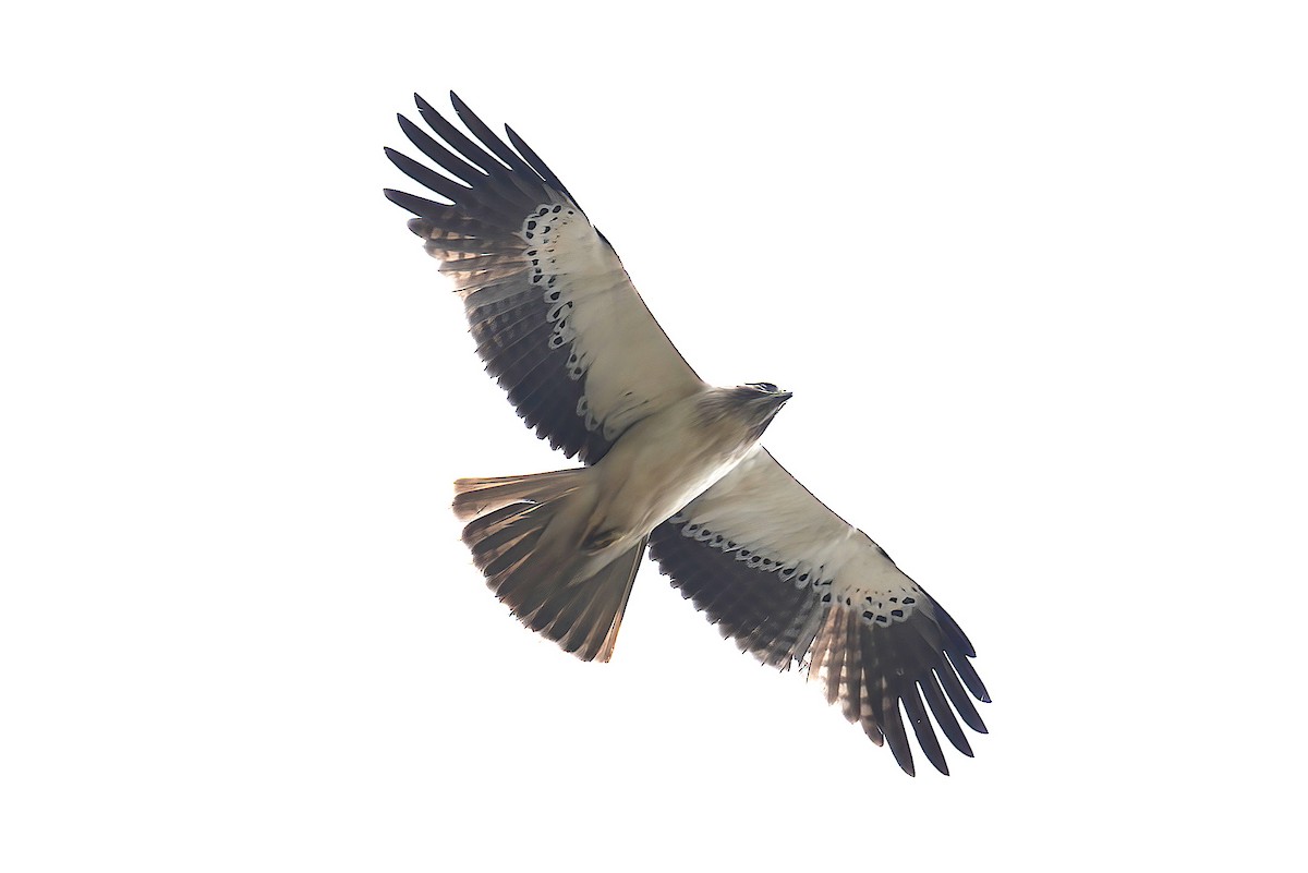 Booted Eagle - ML416988791