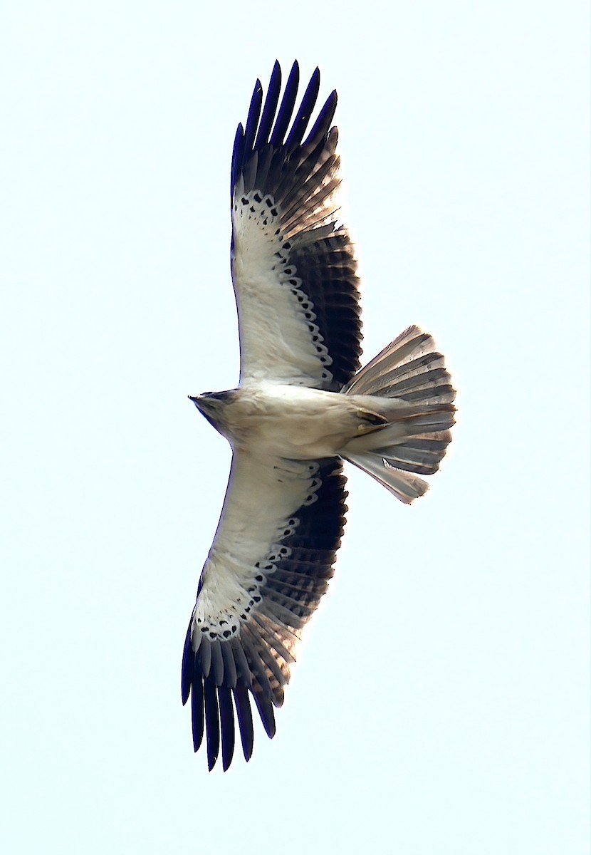 Booted Eagle - ML416988801