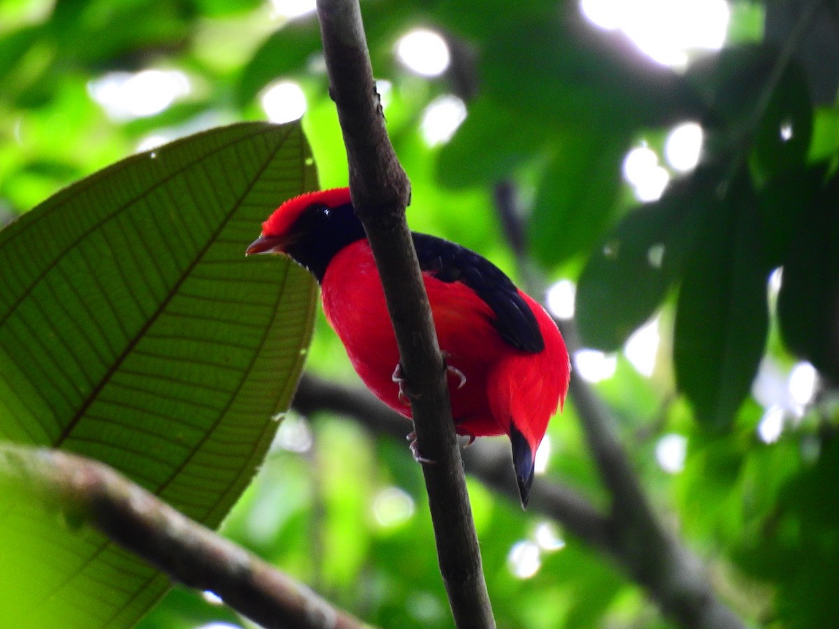 Cotinga Rojo Cuellinegro - ML416988821