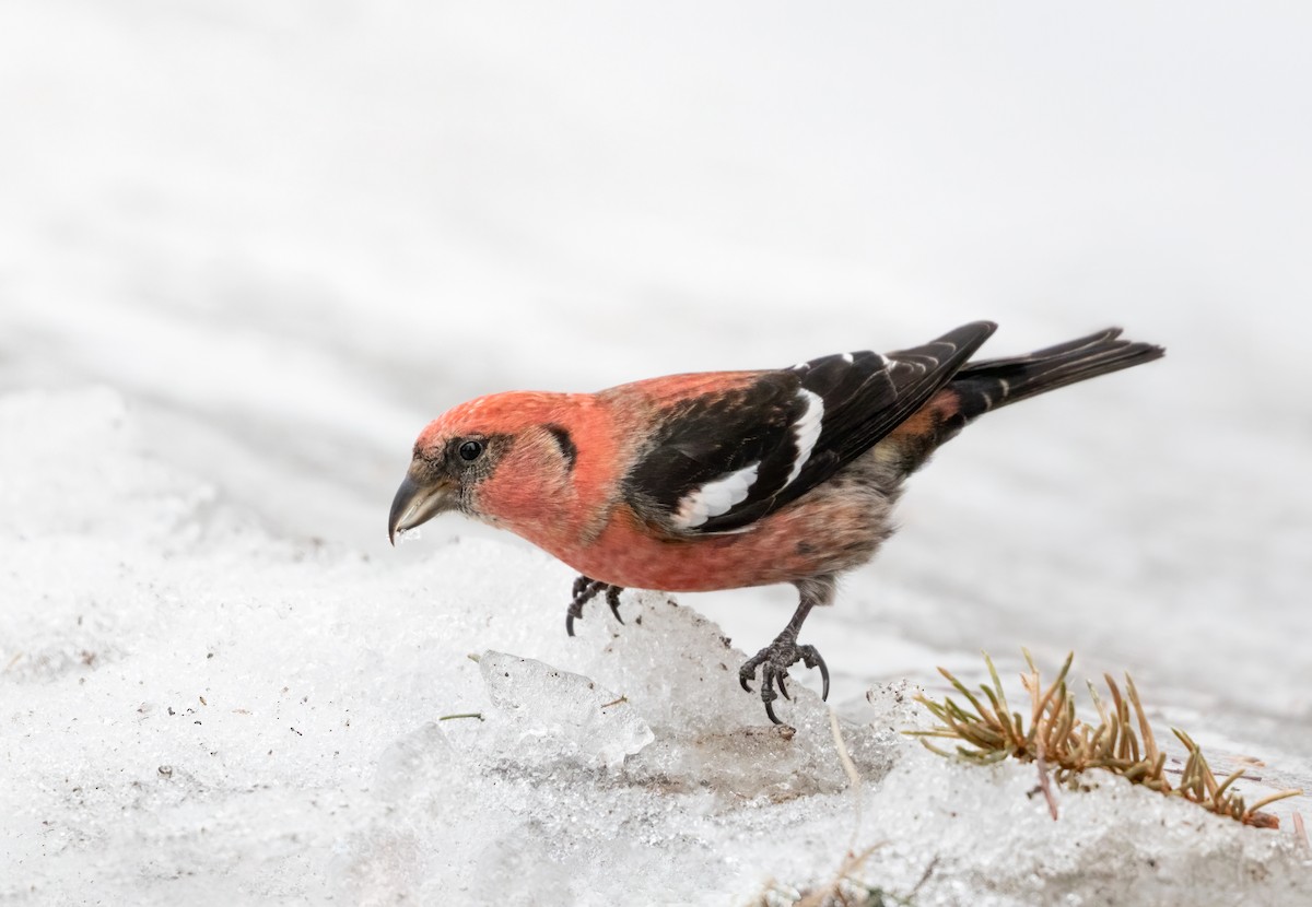 White-winged Crossbill - ML416988981