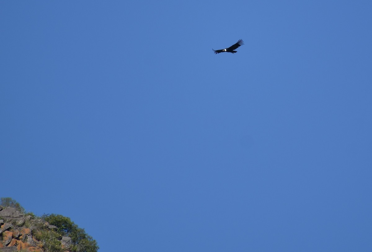 Andean Condor - ML416989881