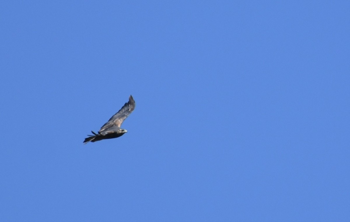 Black-chested Buzzard-Eagle - ML416989981