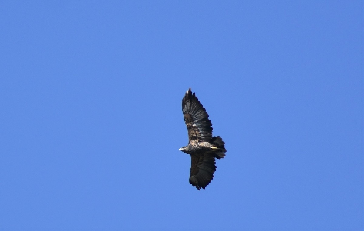 Black-chested Buzzard-Eagle - ML416990051