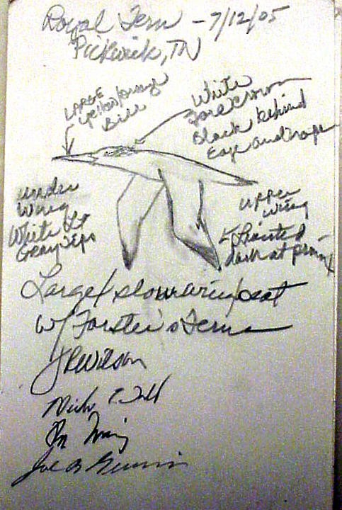 Royal Tern - ML416992201