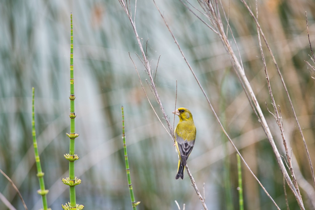 European Greenfinch - Evaldo Cesari de de Oliveira Jr