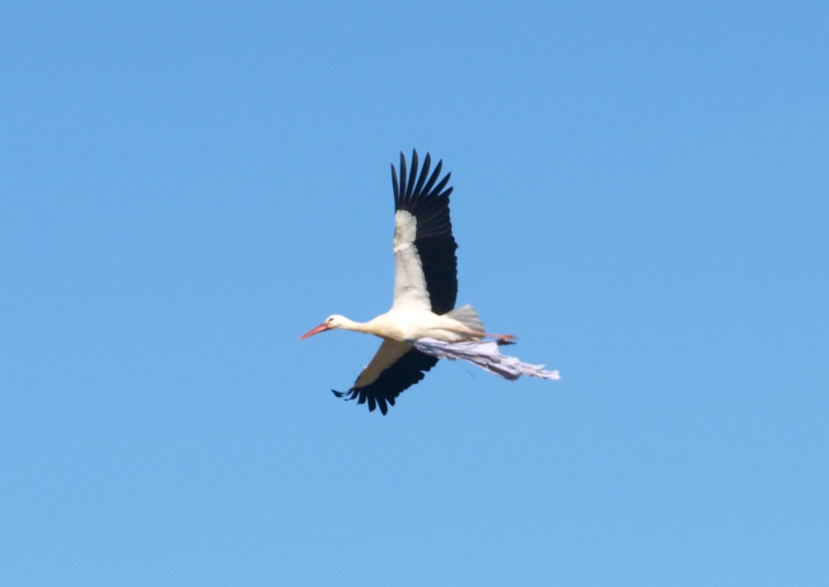 White Stork - ML416994241