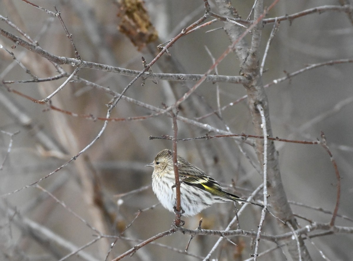 Pine Siskin - ML416994271