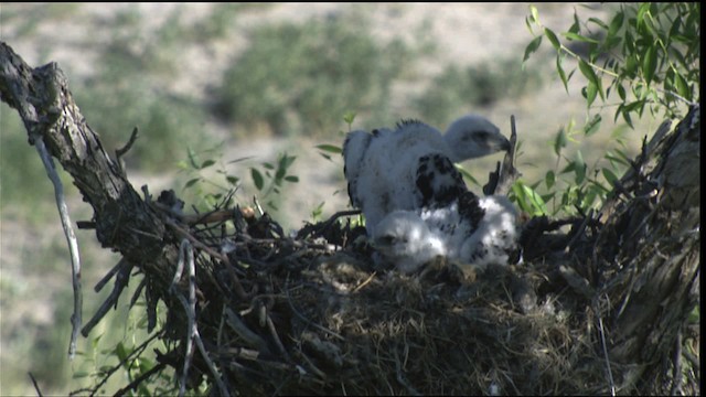Ferruginous Hawk - ML416995