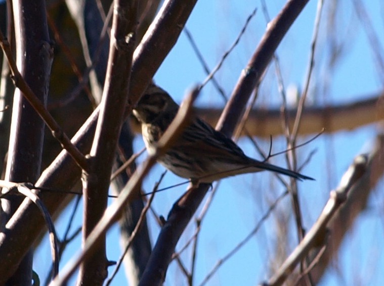 Reed Bunting - ML416995061