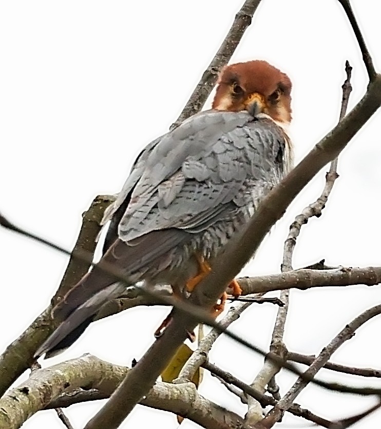 Red-necked Falcon - ML416995161