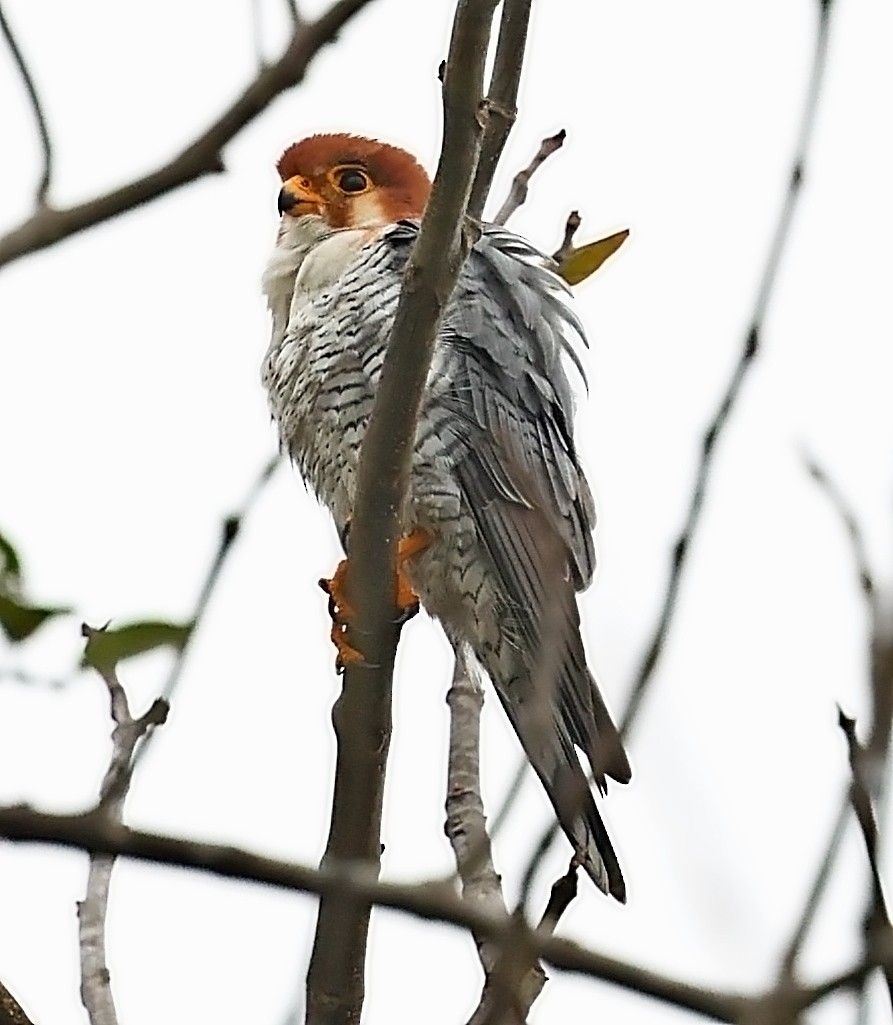 Red-necked Falcon - ML416995171