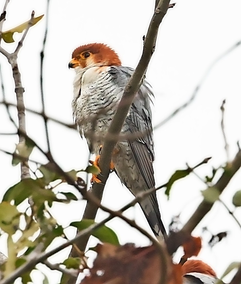 Red-necked Falcon - ML416995181