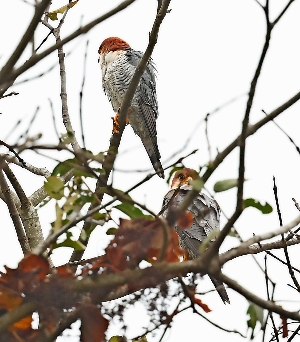 Red-necked Falcon - ML416995211