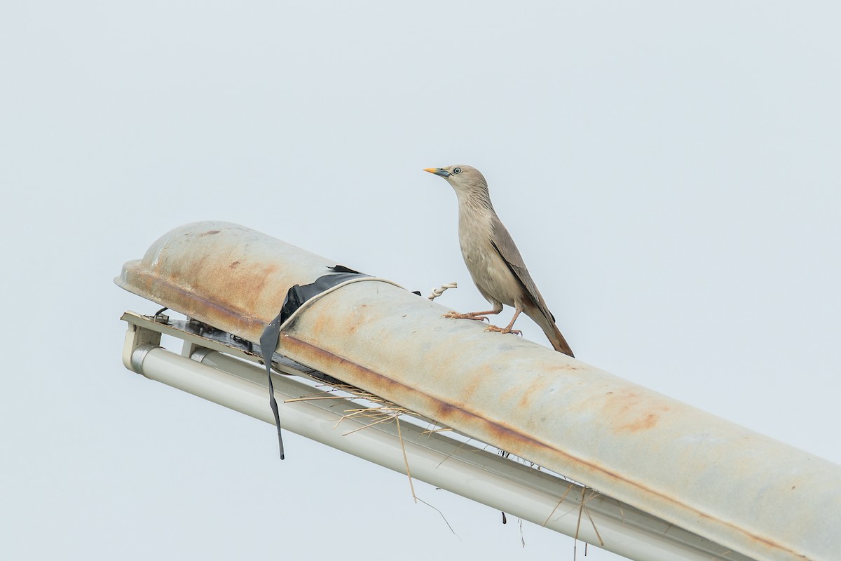 Chestnut-tailed Starling (Eastern) - ML416995611
