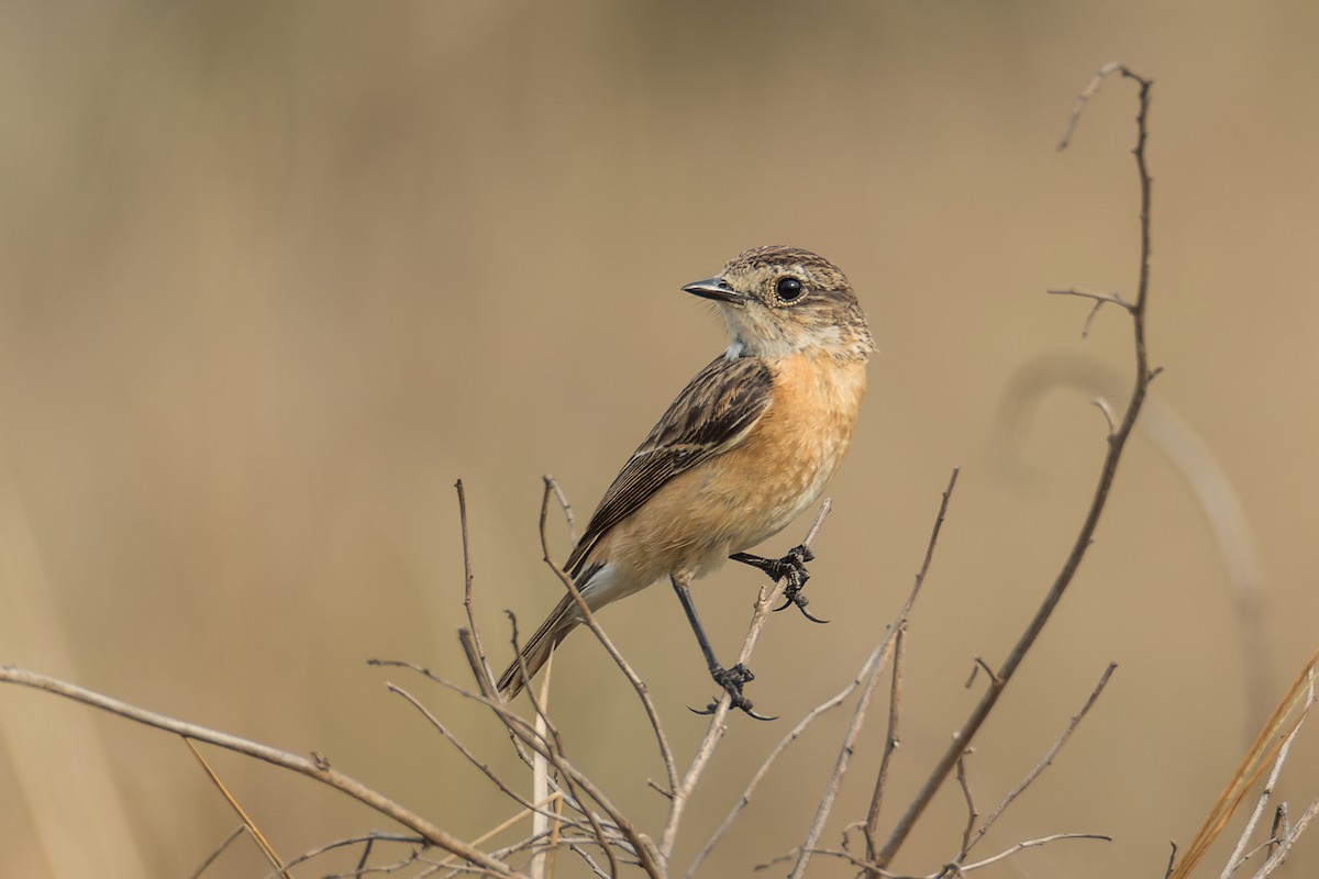 Амарын шулганаа - ML416995641