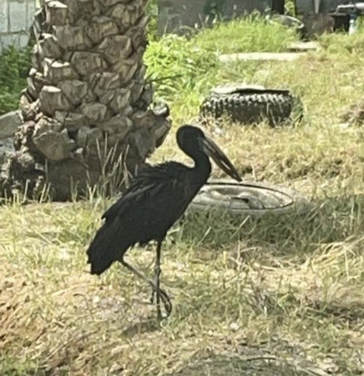 African Openbill - ML416995701