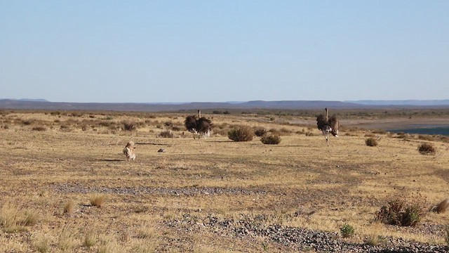 Ñandú Petiso - ML416995941