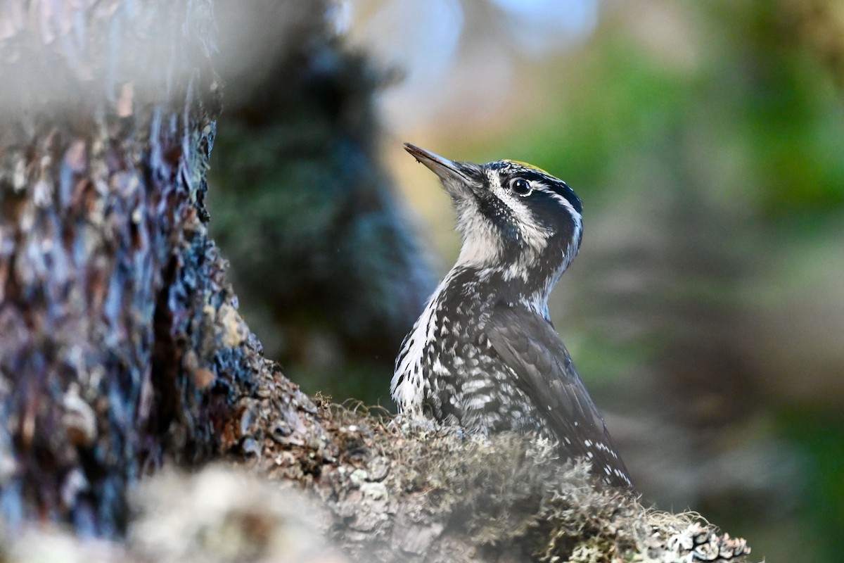 Eurasian Three-toed Woodpecker - Jacques Erard