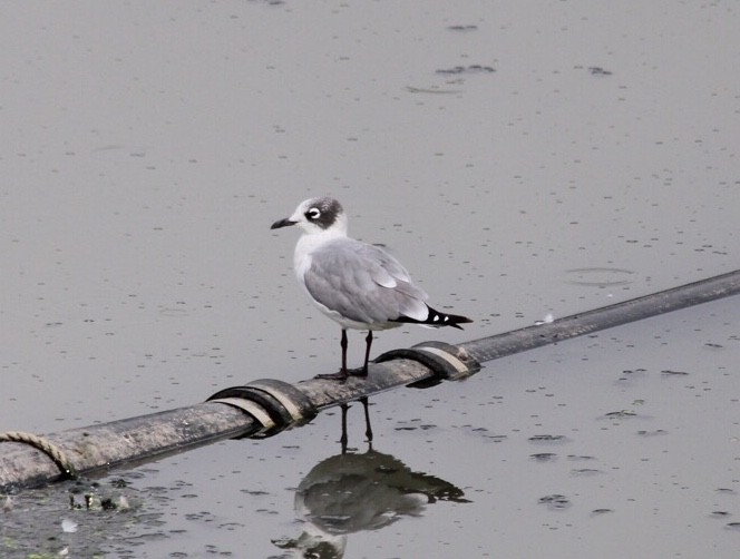 Mouette de Franklin - ML416996751