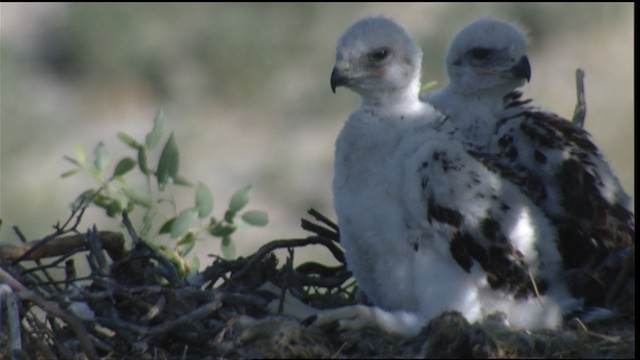 Ferruginous Hawk - ML416997