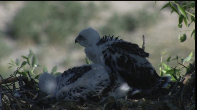 Ferruginous Hawk - ML417001