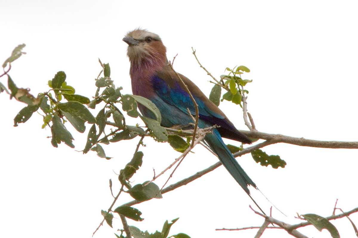 Lilac-breasted Roller - Dave Curtis