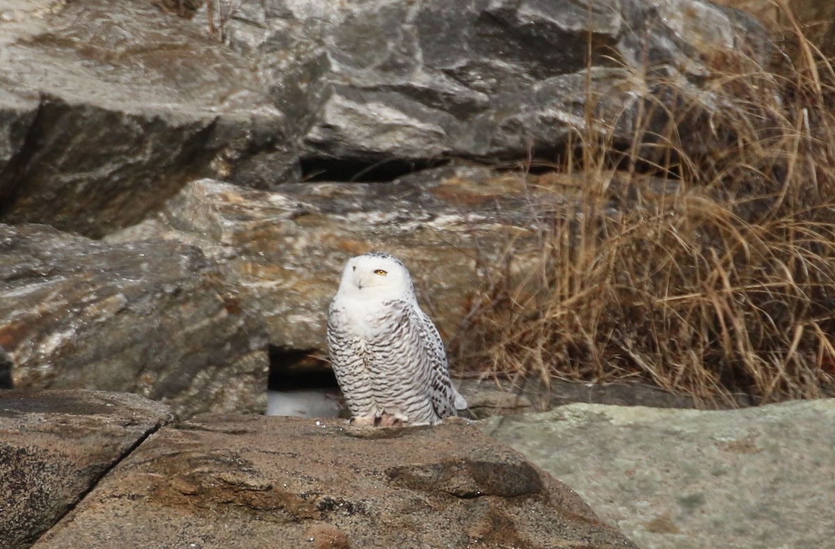 Snowy Owl - ML417002881