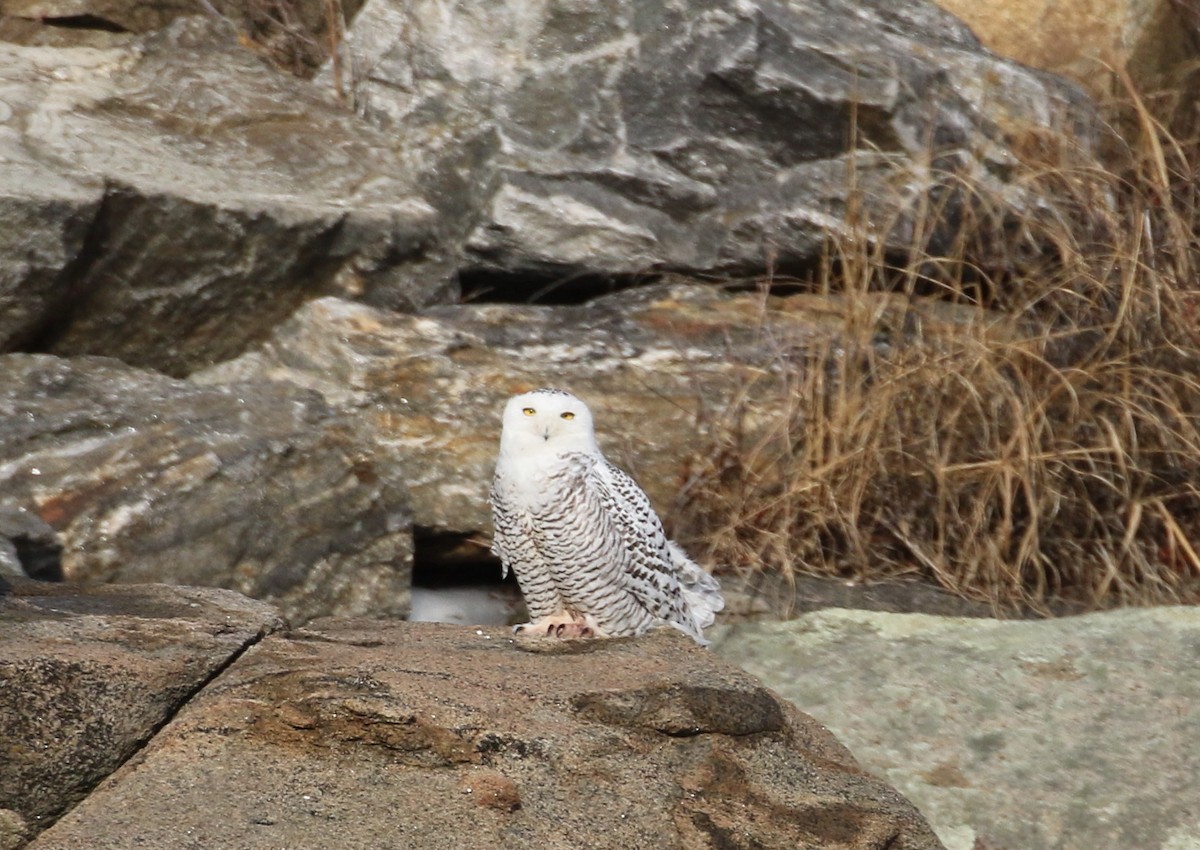 Snowy Owl - ML417002951