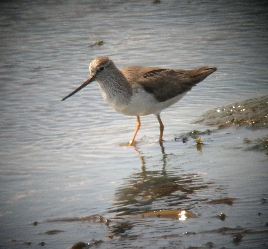 Terek Sandpiper - ML417004841