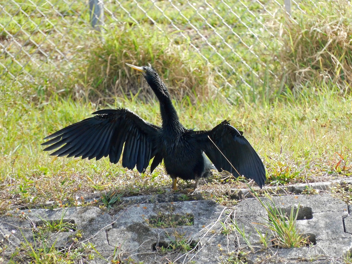 Anhinga - ML417008401