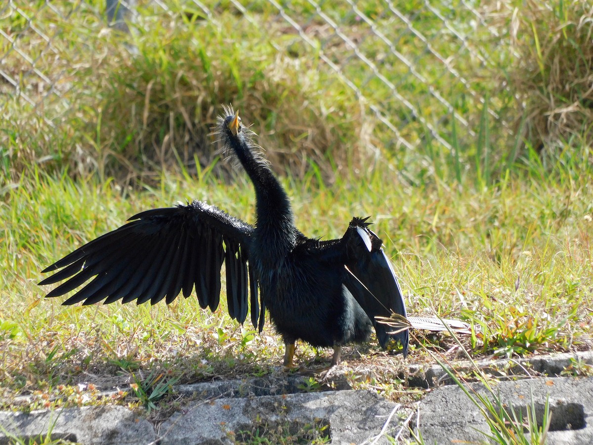 Anhinga - ML417008451