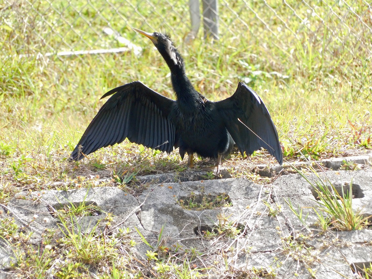 Anhinga - ML417008461