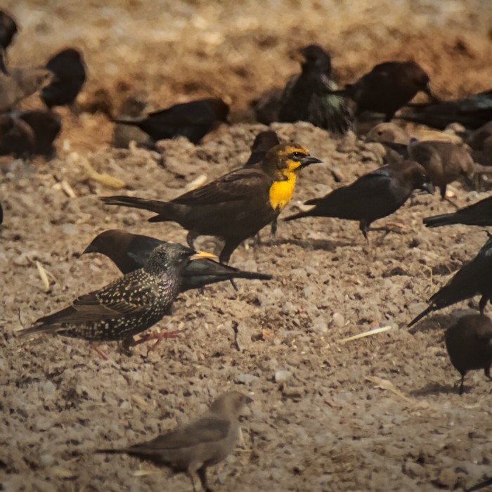 Yellow-headed Blackbird - ML417009841