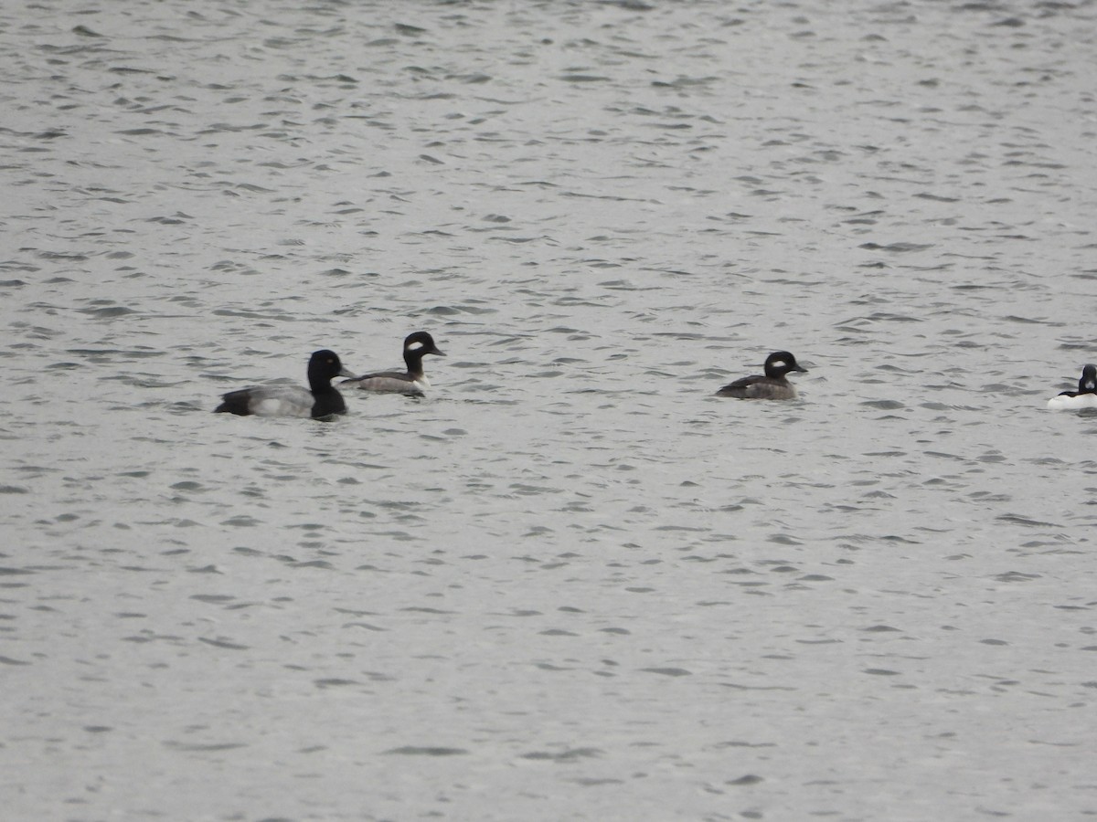 Lesser Scaup - ML417010471