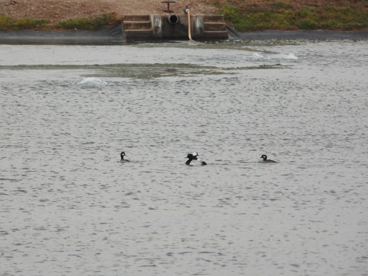 Bufflehead - ML417010491