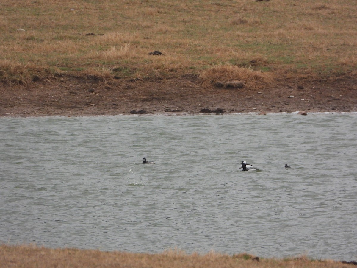 Lesser Scaup - ML417010641