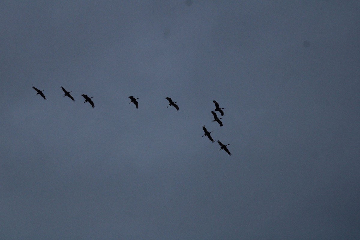 Sandhill Crane - ML417011381