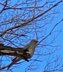 Townsend's Solitaire - Claudia J Egelhoff